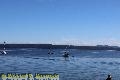 Chemainus Orcas